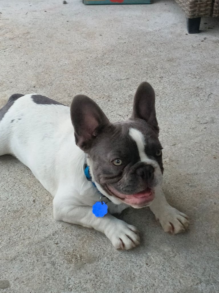 Selling French bulldog boys 