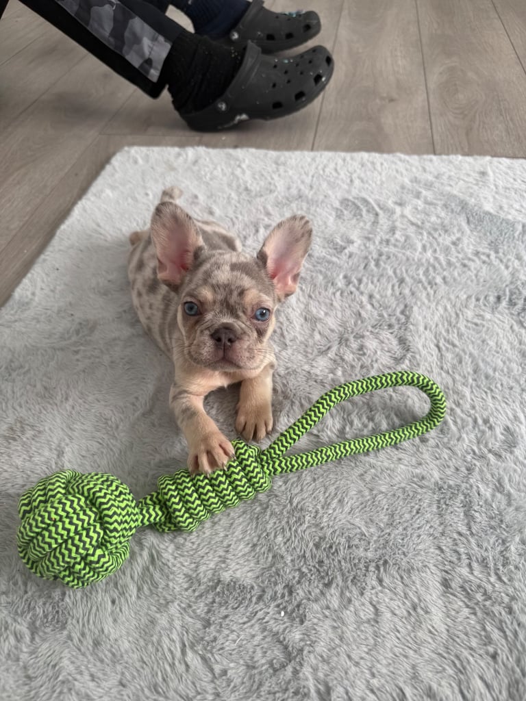 French bulldog puppy male Merle