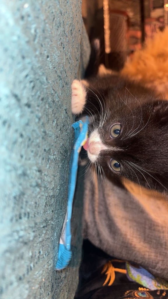 Lovely male kittens x 3  (fuly  grey is now  reserved ) 