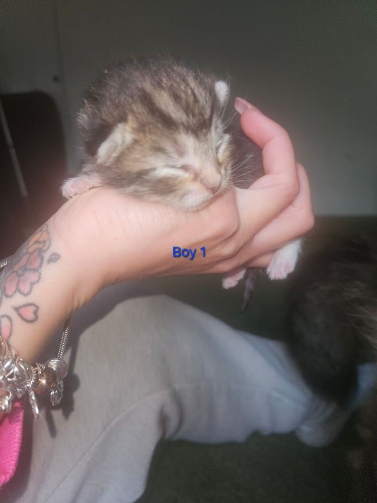 Maine Coon kitten mix