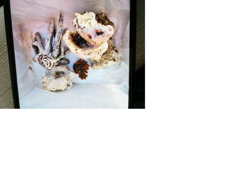 image for FISH TANK ITEMS 