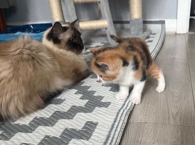 Adorable Half Ragdoll Female Kitten for Sale  9 Weeks Old