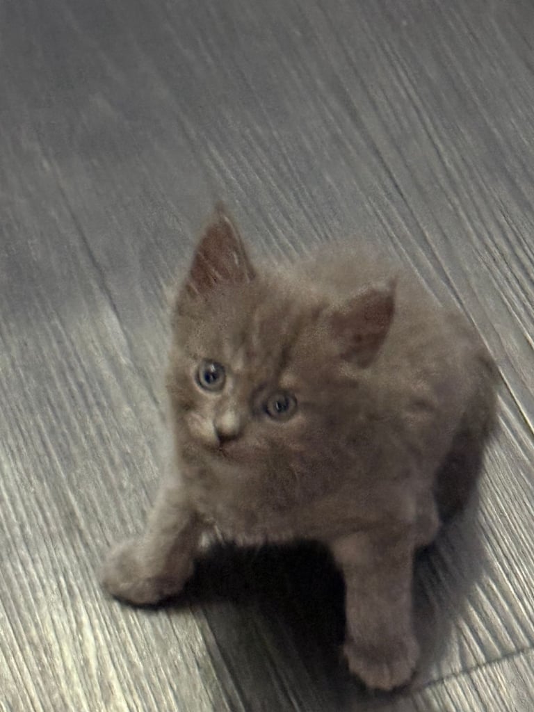 Maine coon / Persian/ British Blue mix - cute grey fluffy kitten ready to leave now