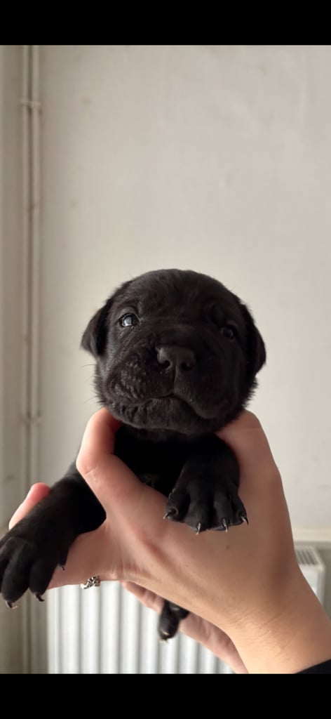 ‼️🐾💕Last girl💕💙Last boy💙🐾‼️