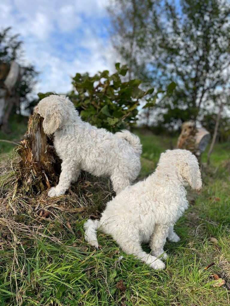 Standard poodle - update - last girl and 3 boys 