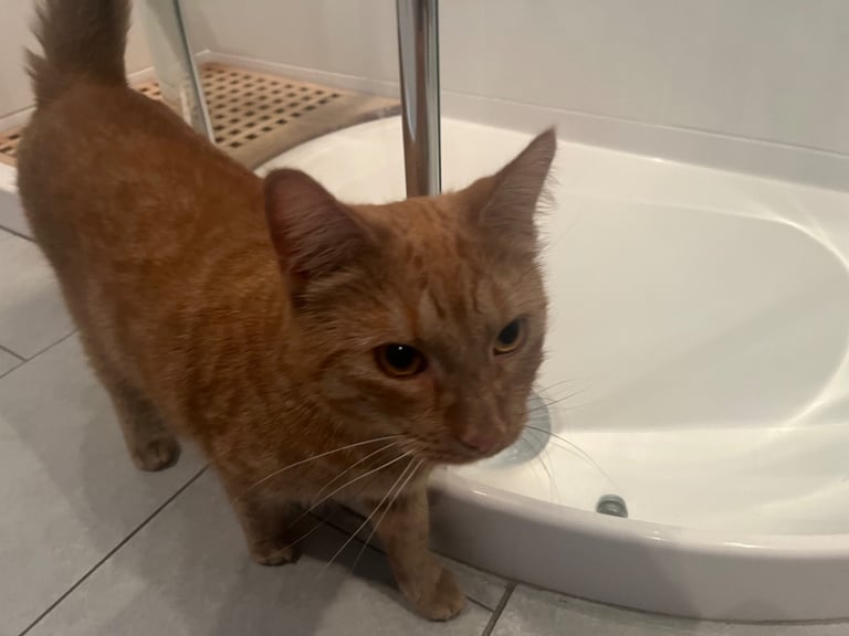 Gorgeous male cat