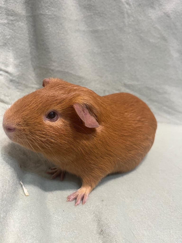 2 male guinea pigs. 