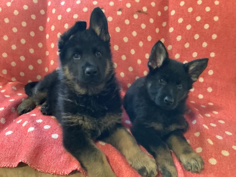 Stunning german Shepard puppies . Ready to leave now 8 weeks old 