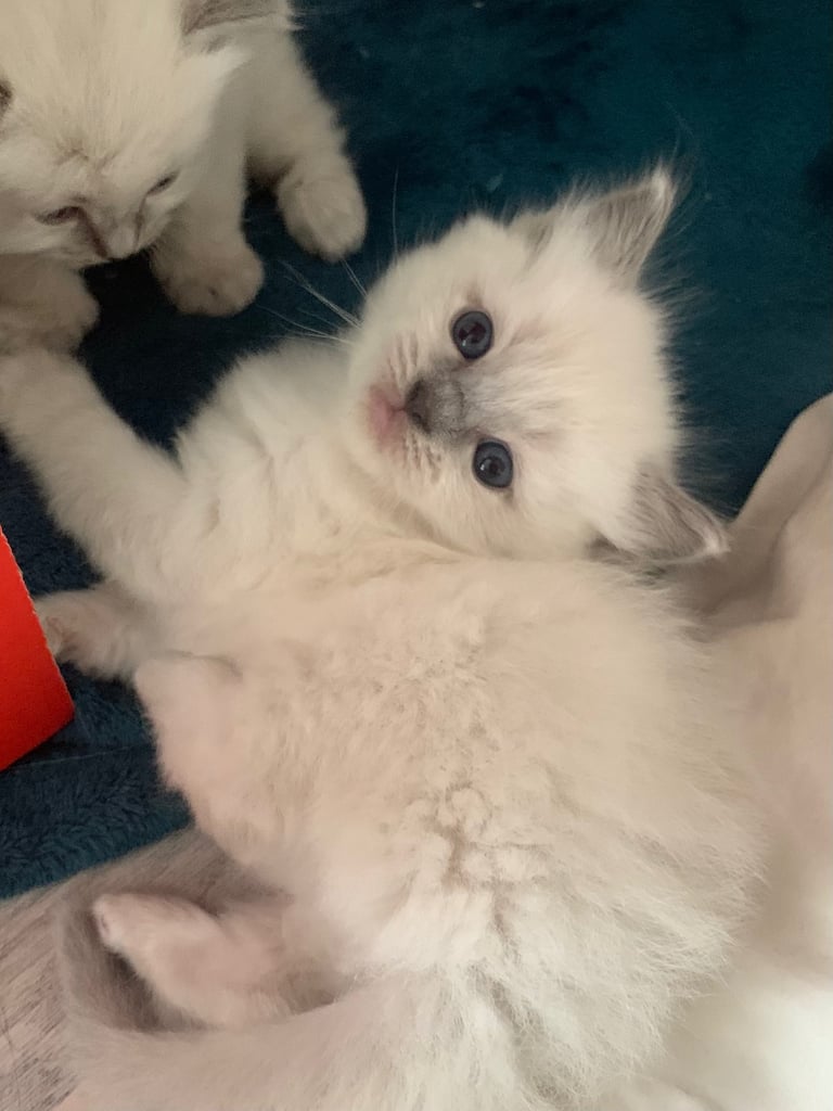 Pure Ragdoll kittens ready now!!