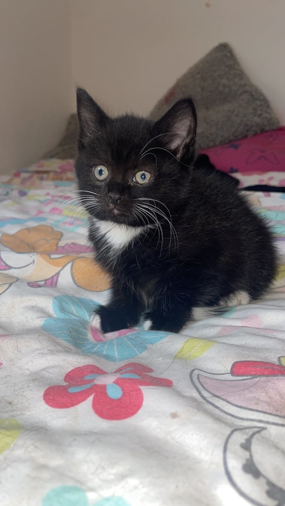 image for 2 female 8 week old kittens 