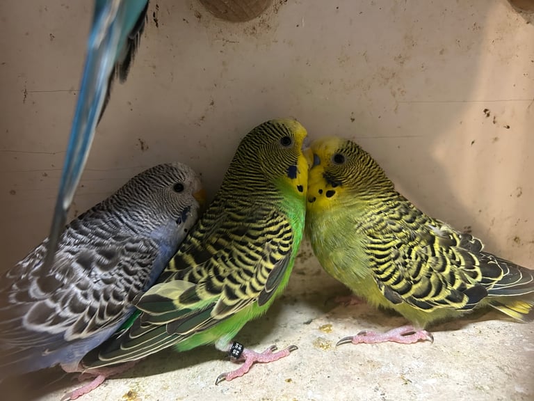 Budgies for sale, splits, all in good health