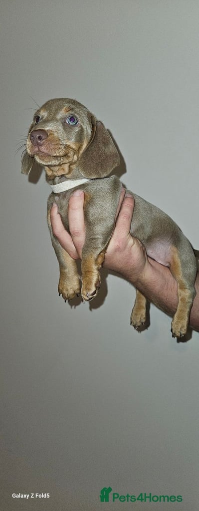 Isabella and tan miniature daschunds - Available now