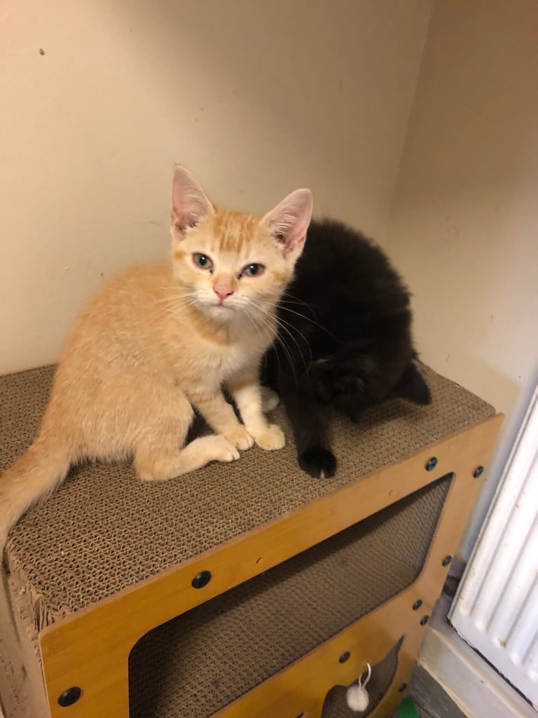 image for Kittens
