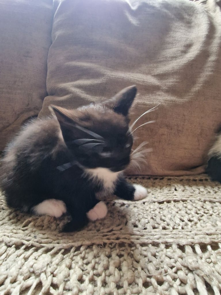 image for Two healthy kittens are looking for a home, one girl and one boy.