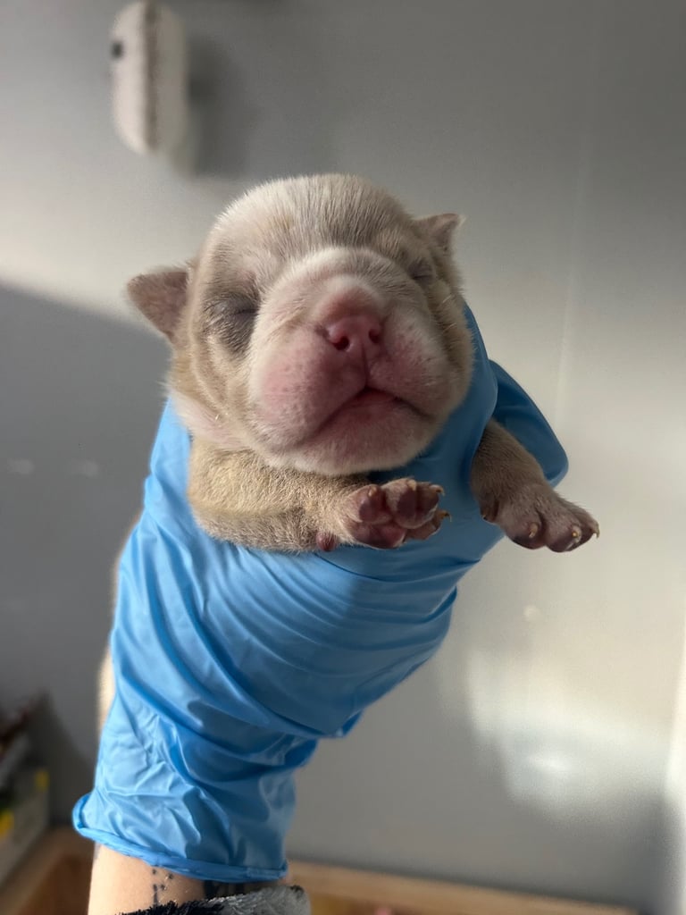 English Bull dog pups 