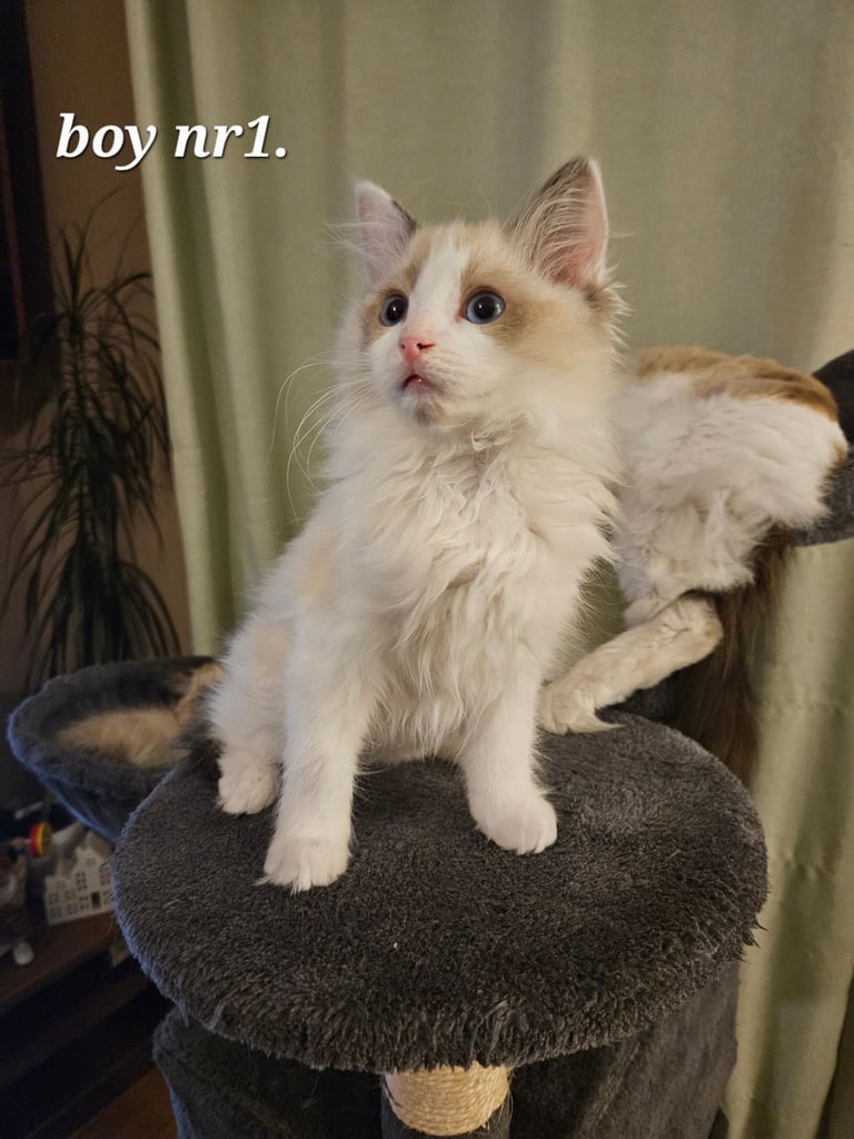 Gorgeous Ragdoll Kittens 2 boys 
