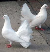 White fantail pair breeding doves