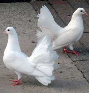 White fantail doves plus white garden doves