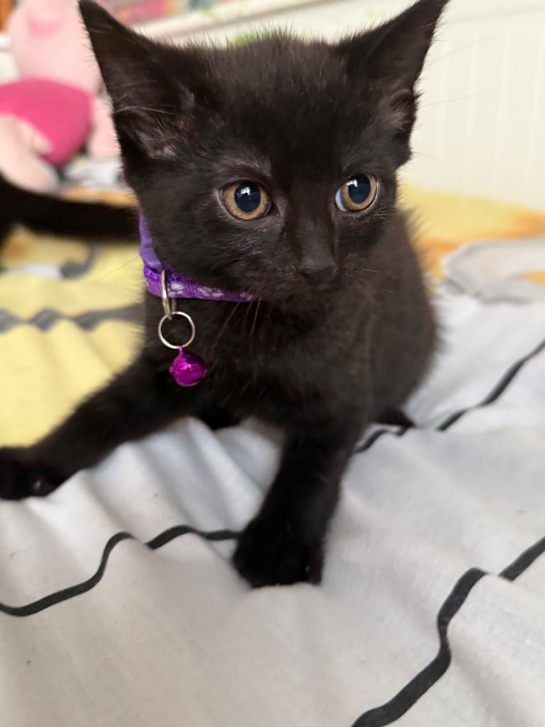 5 kittens for sale 4 girls 1 boy