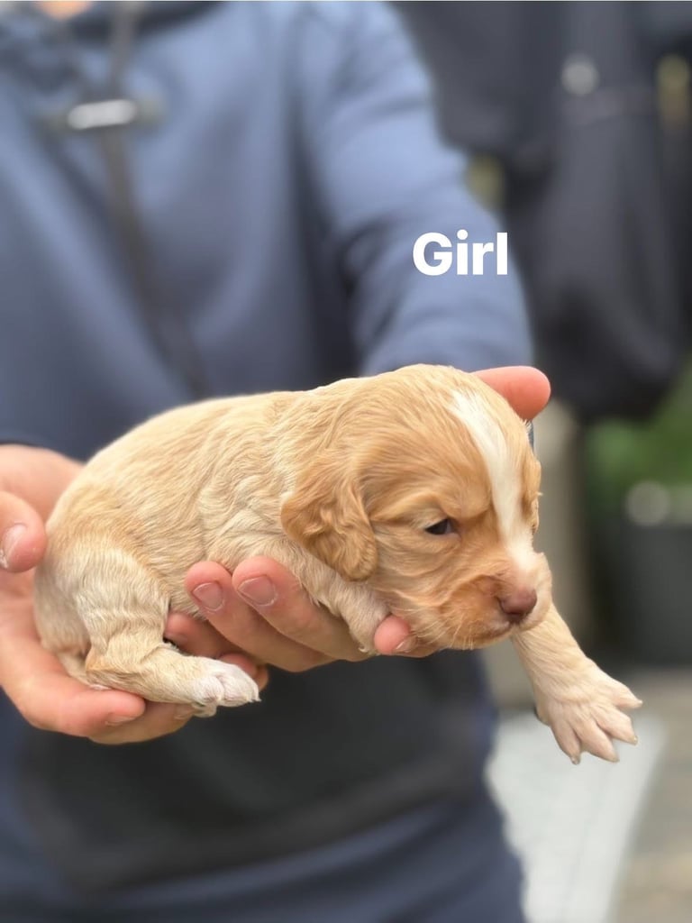 Cocker spaniel pups 