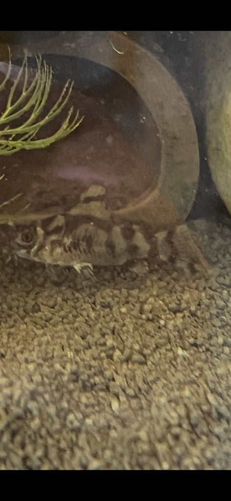 WEEKEND SALE!!!! CW11 Vulcan Corys. 