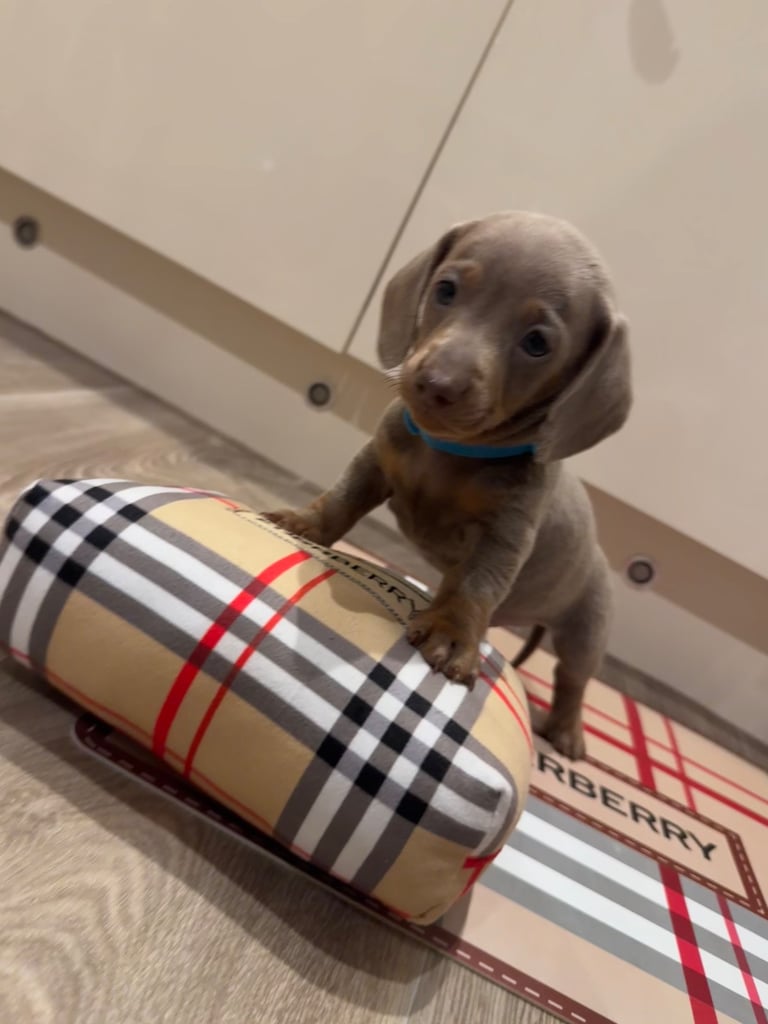 Miniature dachshund puppies