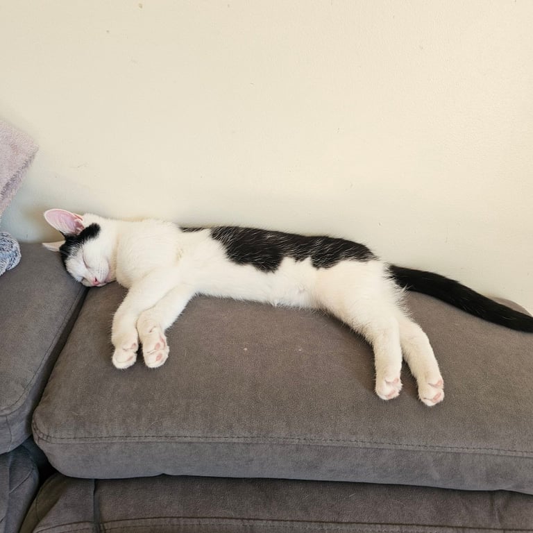 image for 2 adorable kittens