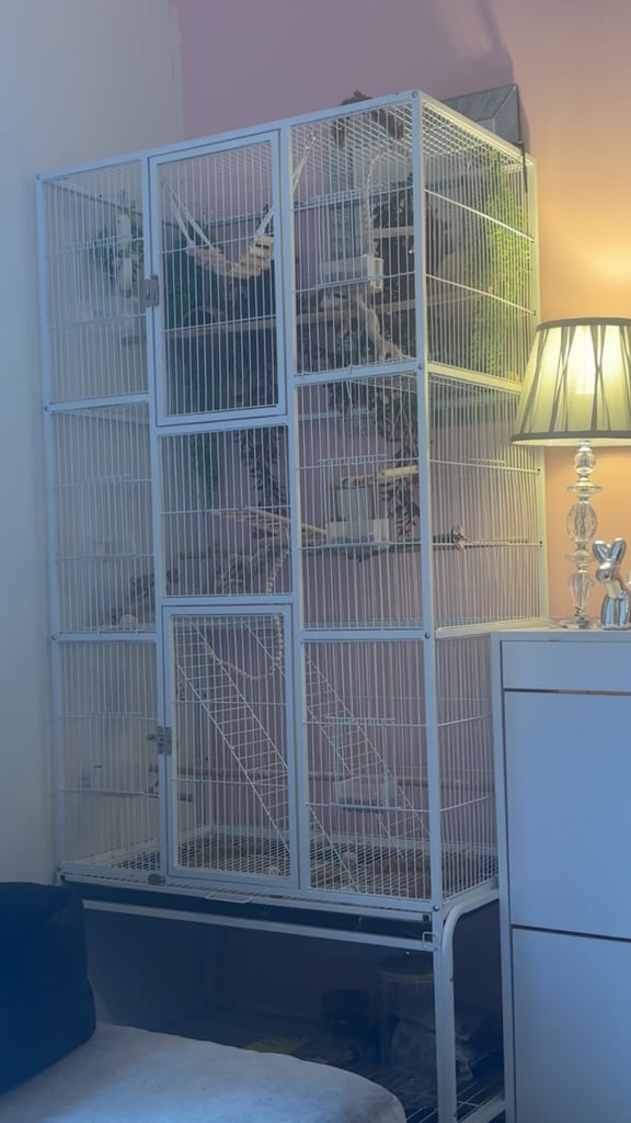 Male and female zebra finches with huge enclosure 
