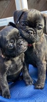 READY NOW. Gorgeous cross frenchie/pug puppies