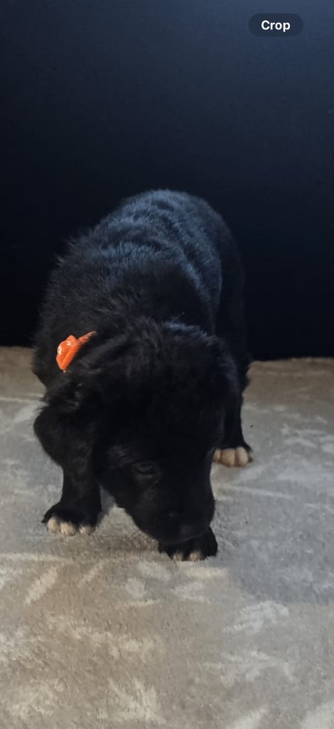 Goldador x Labrottie Miniature Puppies for Sale 