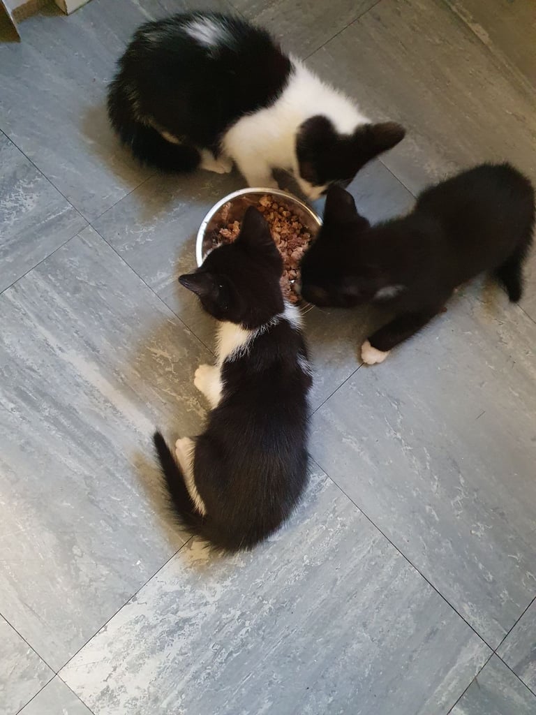 image for Kittens 