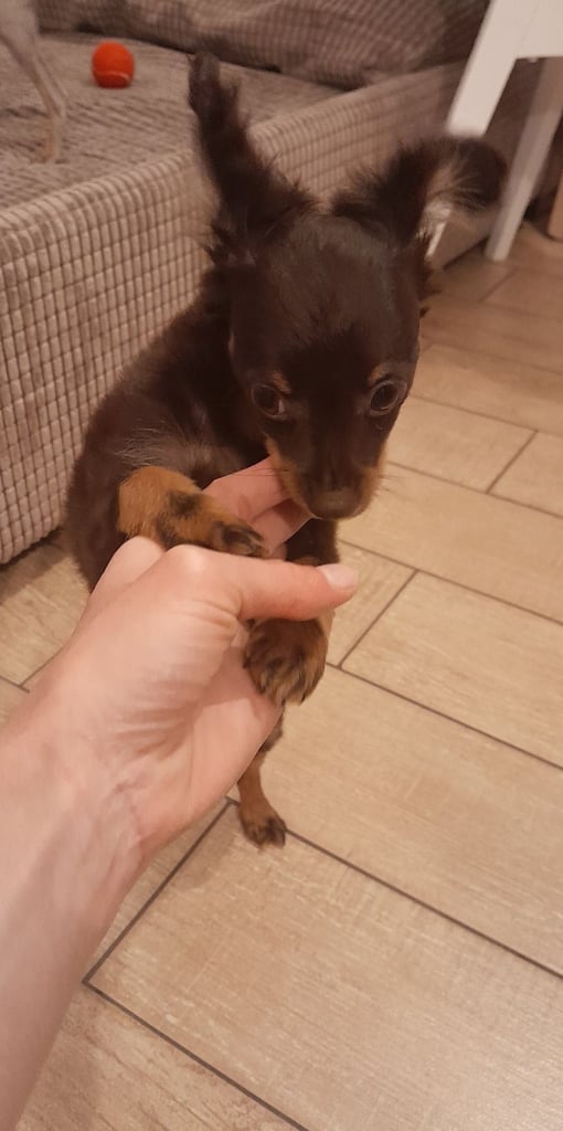 Purebred Russian Toy Terrier puppy long-haired