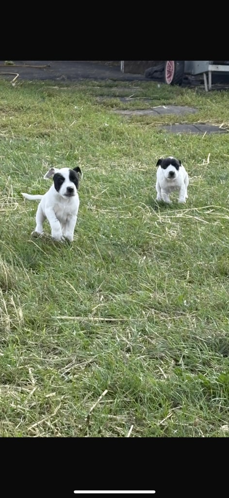 Jack Russel puppys 