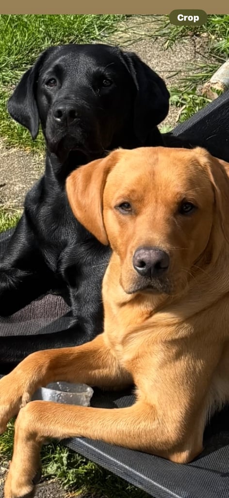 3 black KC Labradors available 