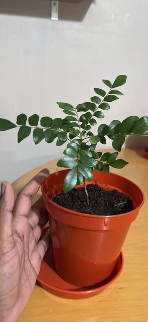 image for Indian Curry leaf plant