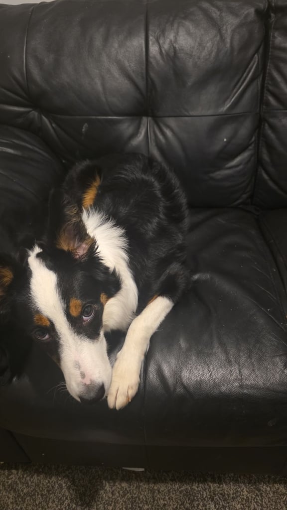 6 month and 1 week old border collie