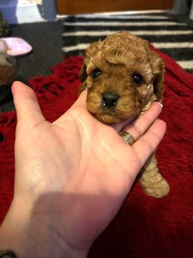 Cute Cavapoo Puppies 1 Boy and 1 Girl