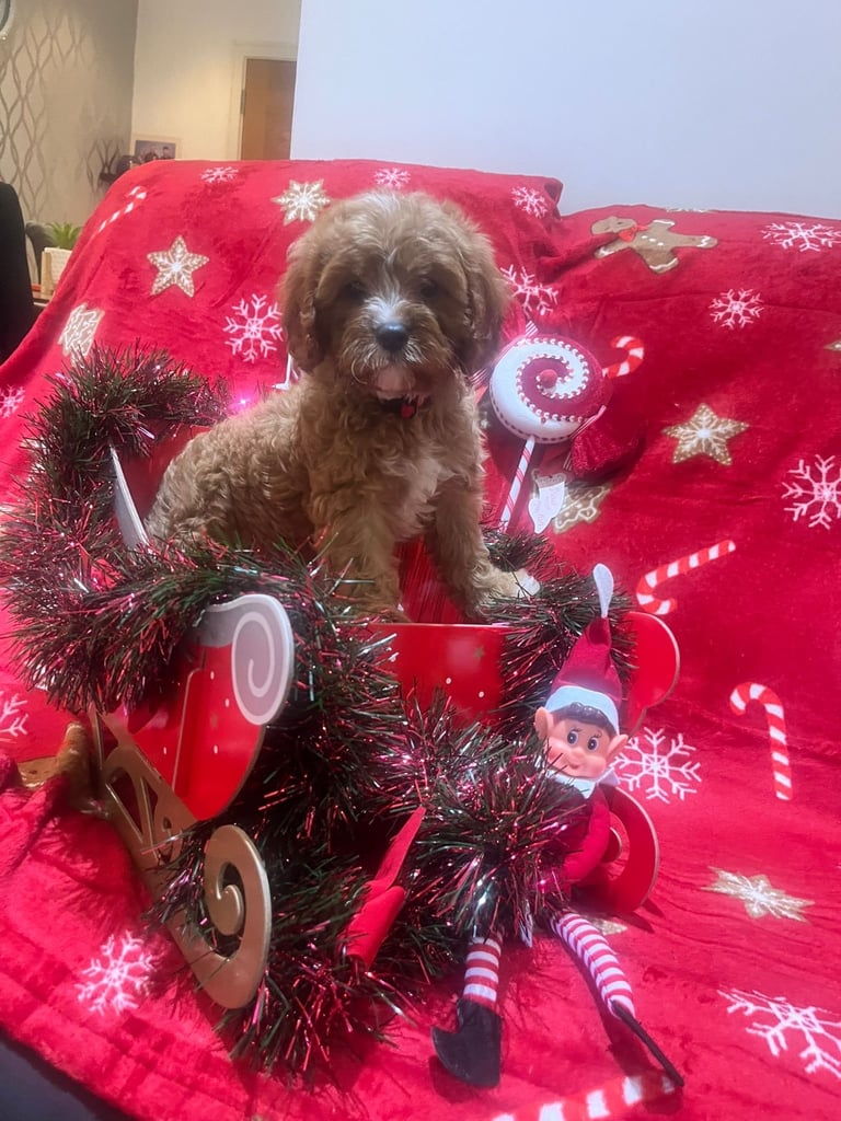 🐶🐶Beautiful fluffy Cavapoo puppies 🐶 🐶