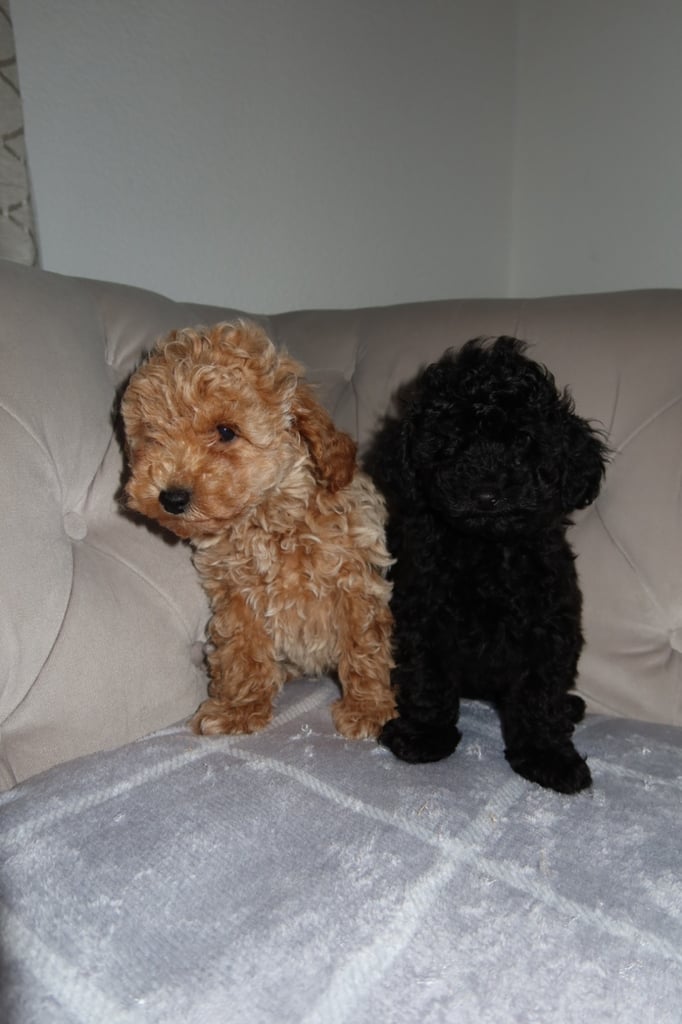 Poodle puppys