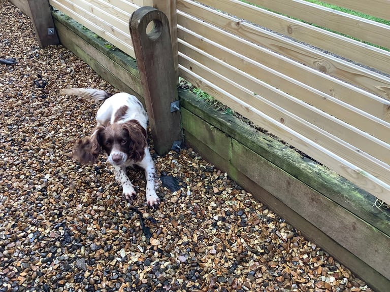 Springer Spaniel ( Girl )