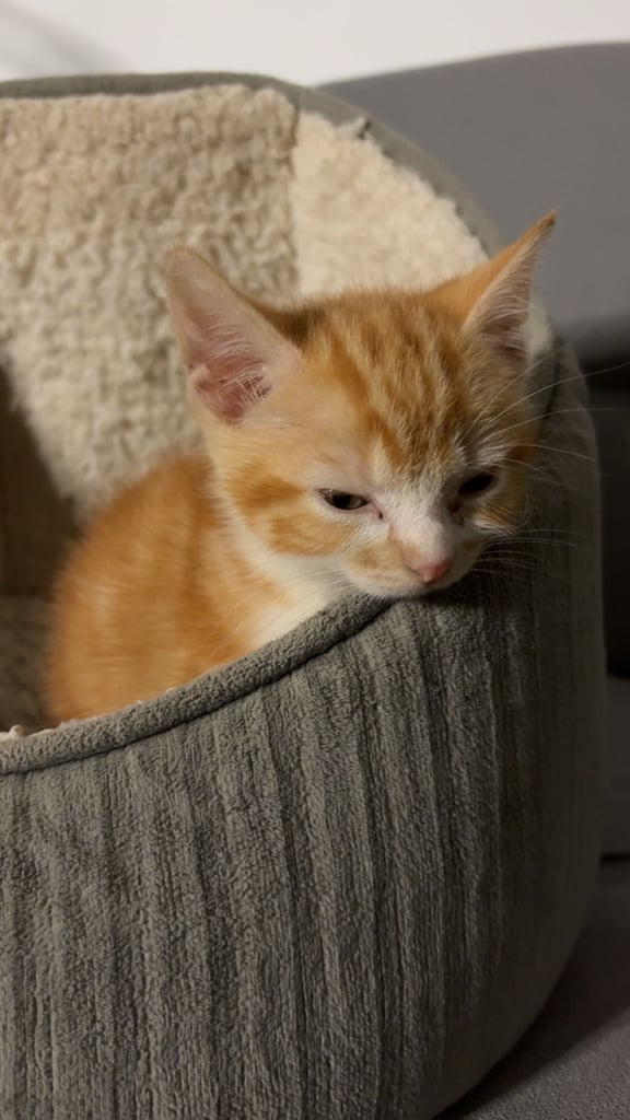 8 week old Ginger kitten ready to leave!