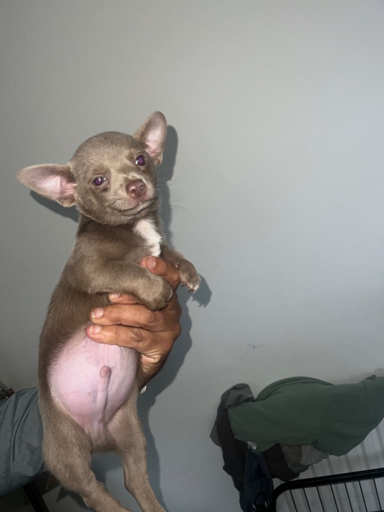 Chihuahua pup 