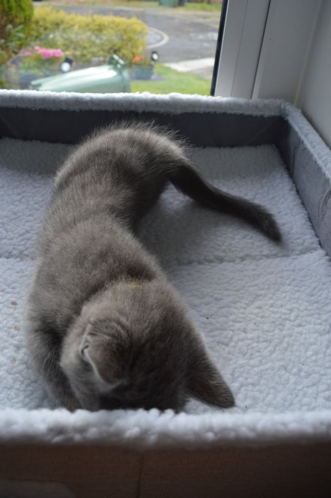 🐾 Adorable British Shorthair Kitten Girl ❤️