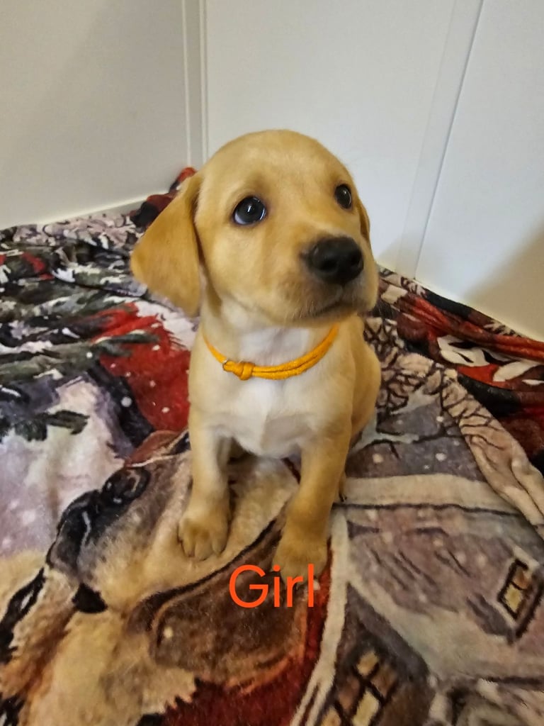 2 BOYS 1 GIRL LEFT labrador puppies ready 17th October 