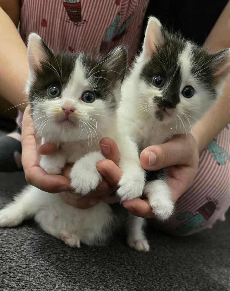Kittens
