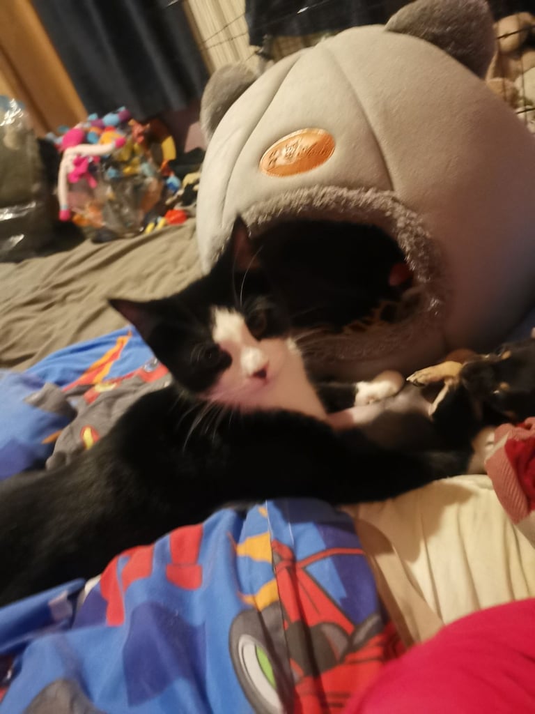 Gorgeous 5 month old kitten 