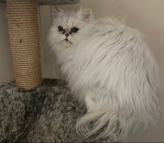 Beautiful Persian Chinchilla Cat 