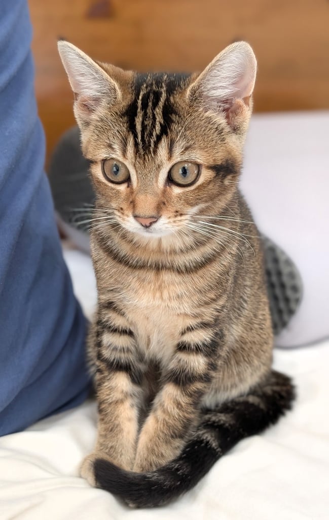 Adorable 5 months old female kitten. Fully toilet trained, playful, great with kids.
