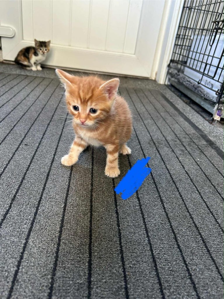 Kittens ready to go next week!