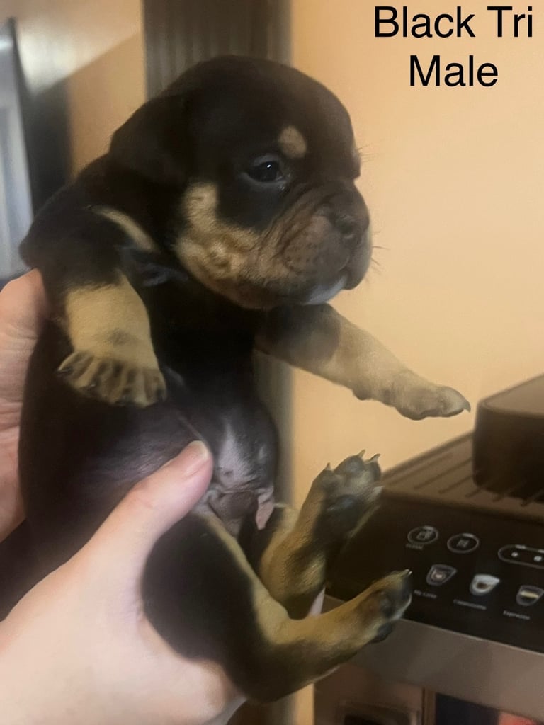 Pedigree pocket bully pups for sale! 